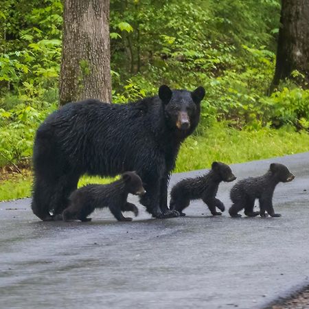 Time To Cuddle, Wifi, Near Pigeon Forge, 1089 Free Tickets Each Paid Day, Dollywood And More Exterior photo