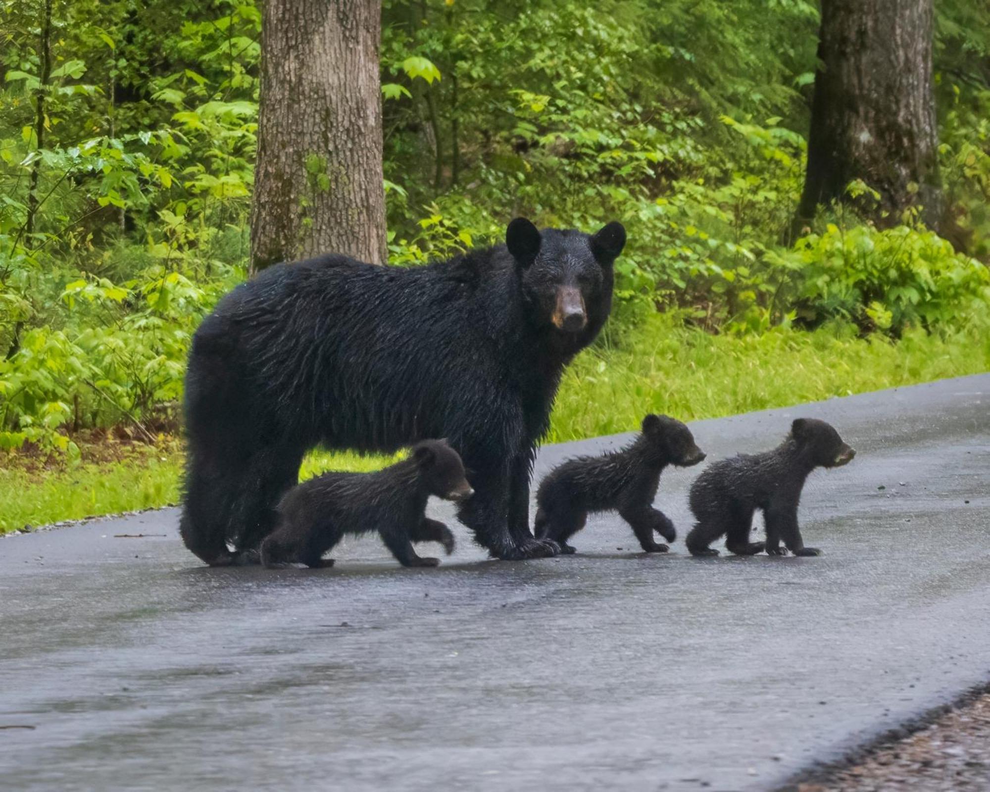 Time To Cuddle, Wifi, Near Pigeon Forge, 1089 Free Tickets Each Paid Day, Dollywood And More Exterior photo